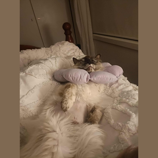 Photo of Eclair 
