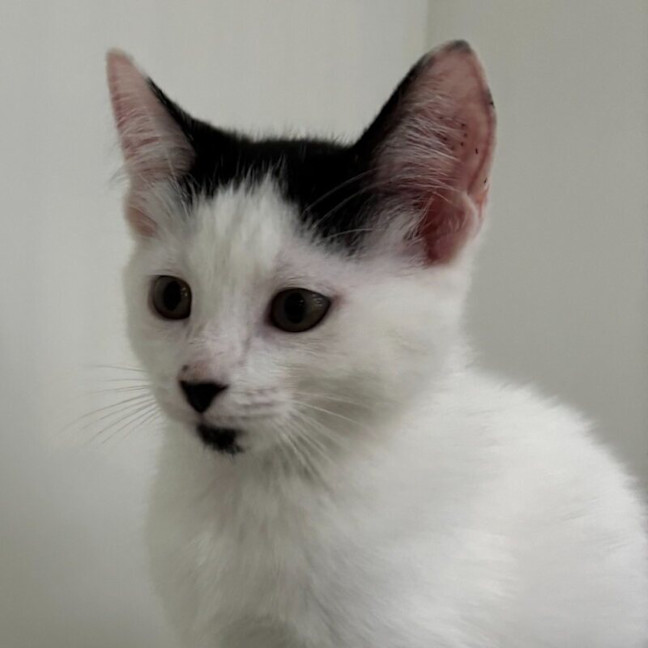 Photo of Nutmeg