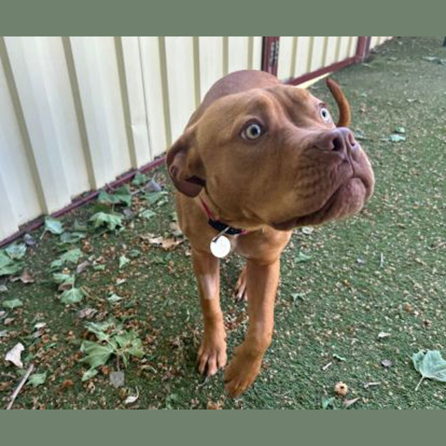 Photo of Ruby