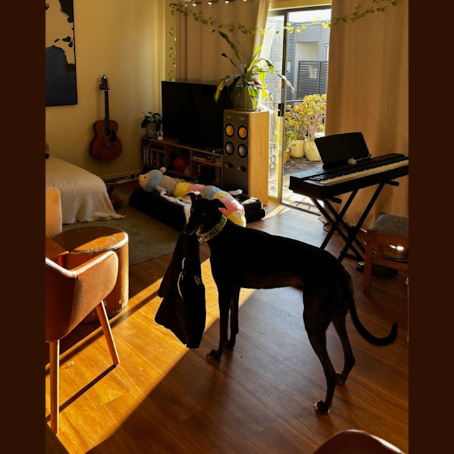 Photo of Bella