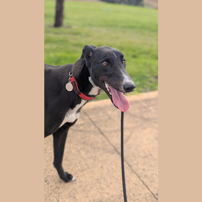 Photo of Star