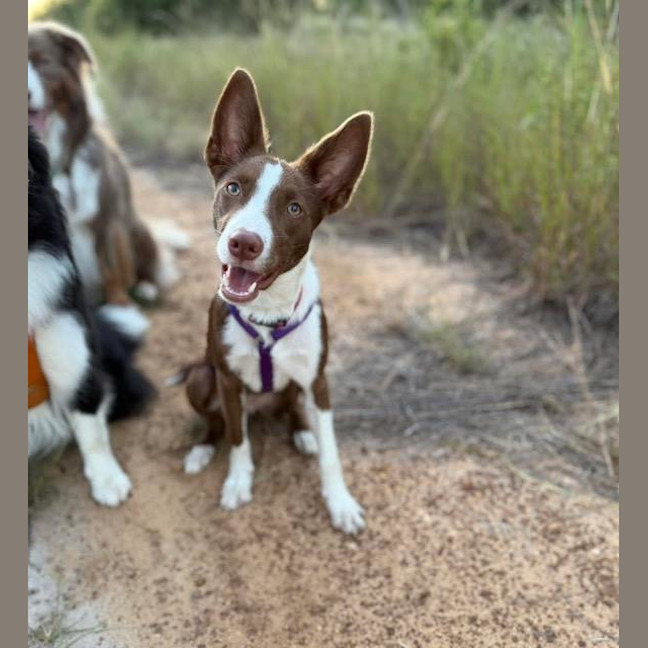 Photo of Pippi