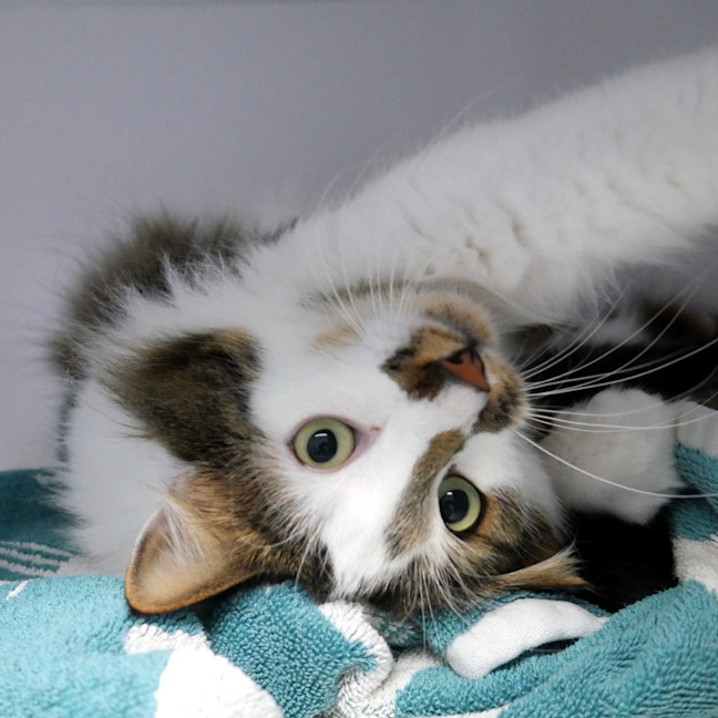 Photo of Billy Sua014322