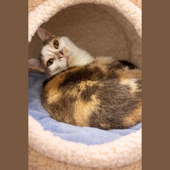 Photo of Tinkerbell