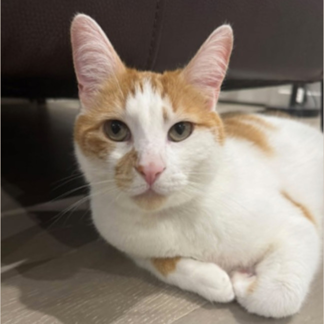Photo of Chester