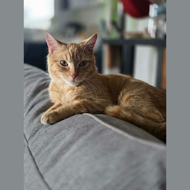 Photo of Bartholomew