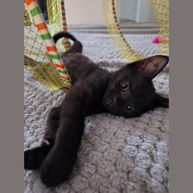 Photo of Sprocket