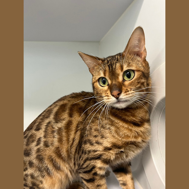 Photo of Purrfessor Minverva (Now Kimchi)