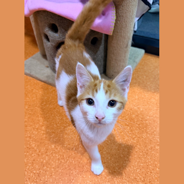 Photo of Speedy Gonzales