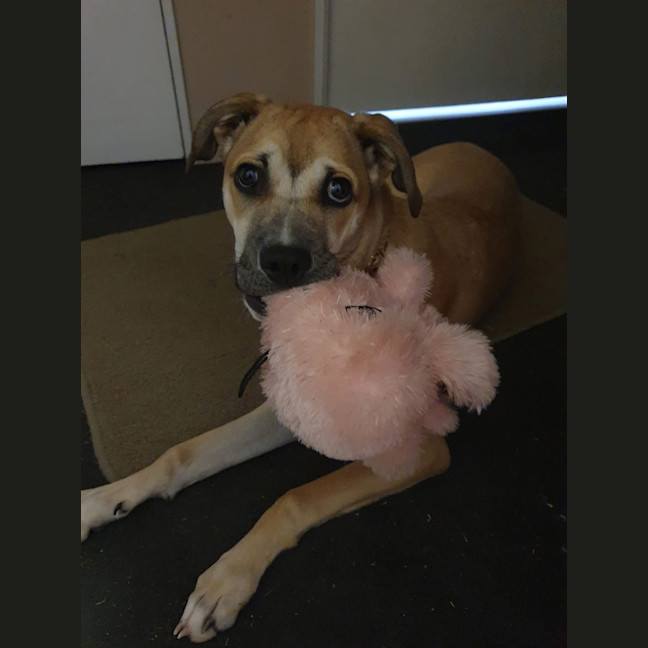 Photo of Mulan *$250 Adoption Fee*