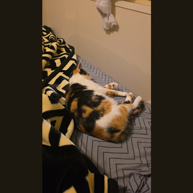 Photo of Mia Calico