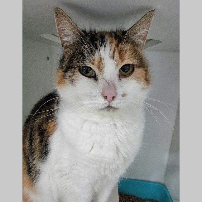 Photo of Moonpie