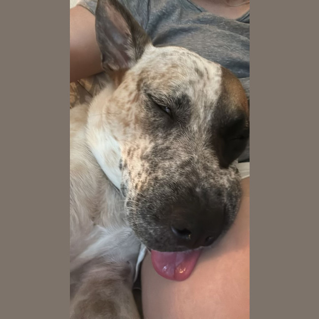 Photo of 🌶️ Chilli Heeler 🌶️