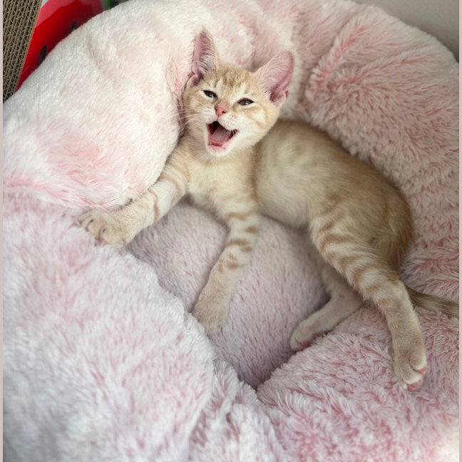 Photo of Peter Rabbit 