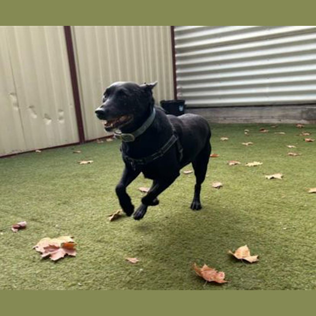 Photo of Buddy