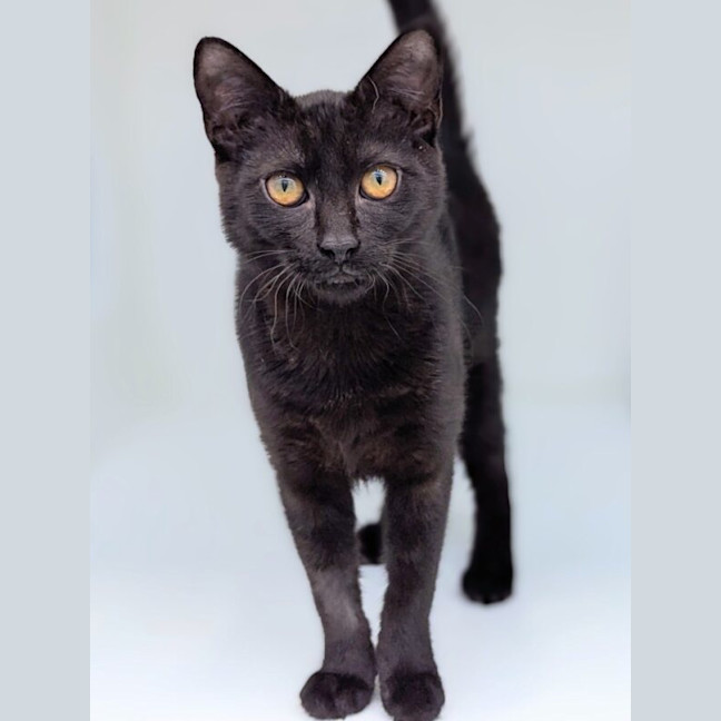 Photo of Olive