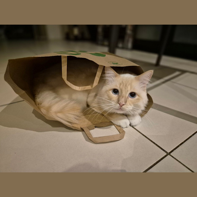 Photo of Chonk Norris