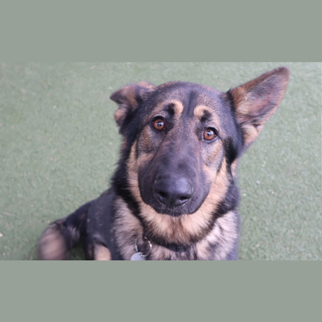 Photo of Koda