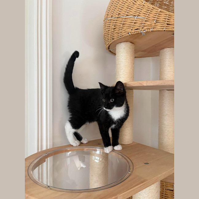 Photo of Sesame