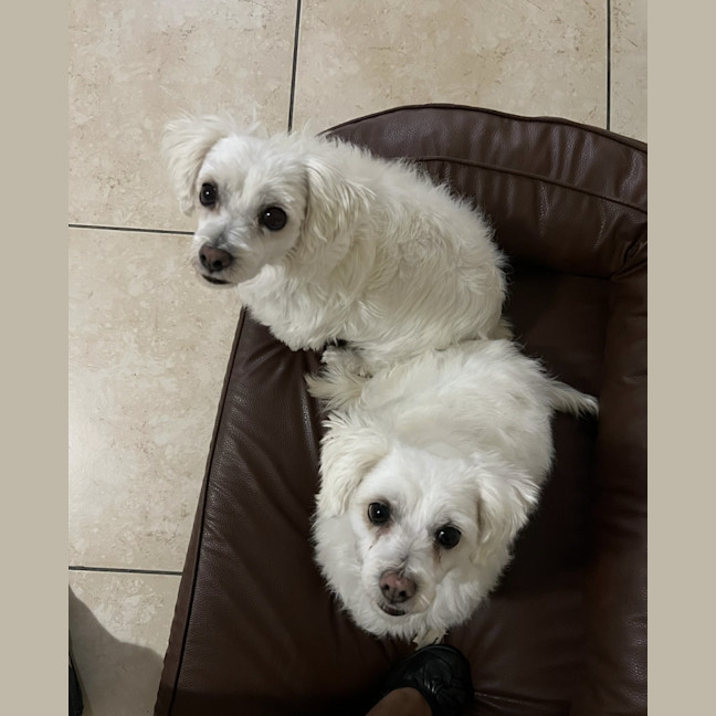 Photo of Ziggy And Mali