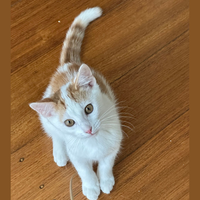 Photo of Arnie Purrito