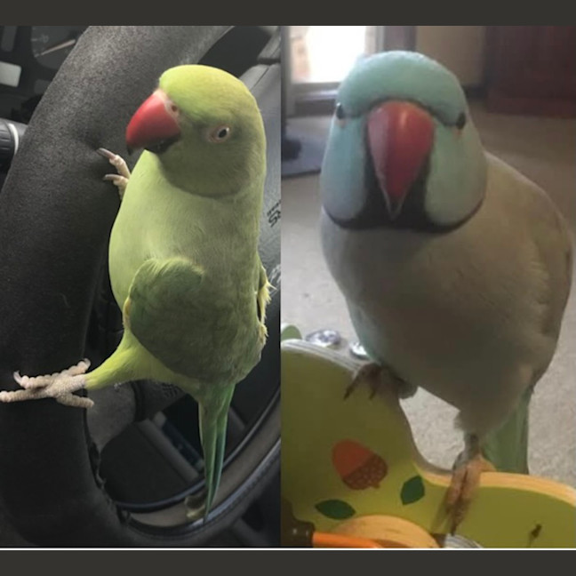 Photo of Bilbo And Fish