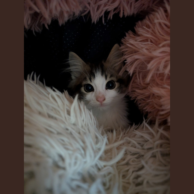 Photo of Angelface