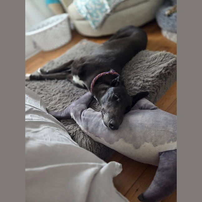 Photo of Drew, The Greyhound