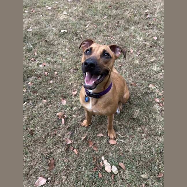 Photo of Scooby