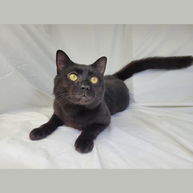 Photo of Butterscotch 