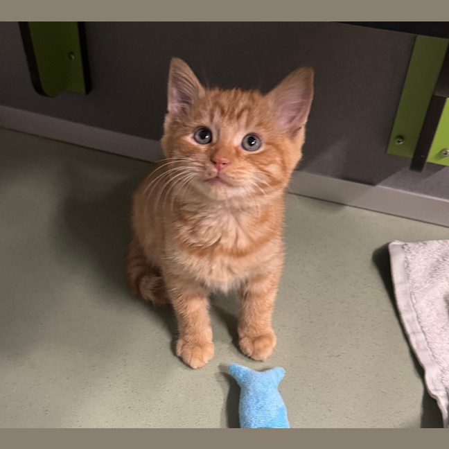 Photo of Mr. Snuggles