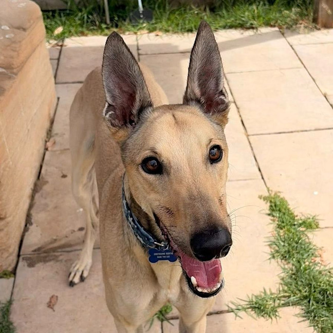 Photo of Oakie The Greyhound