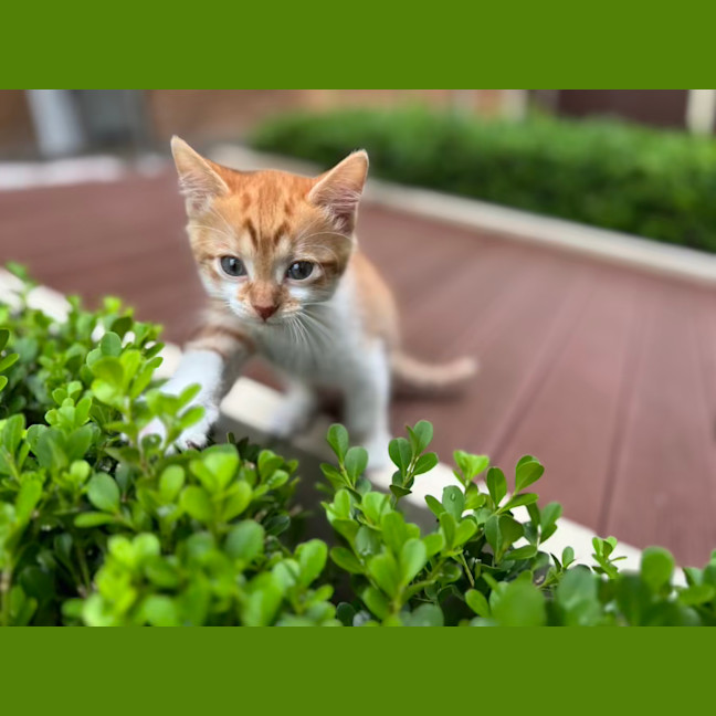 Photo of Alex And Scarlett   9 Week Old Domestic Shorthairs
