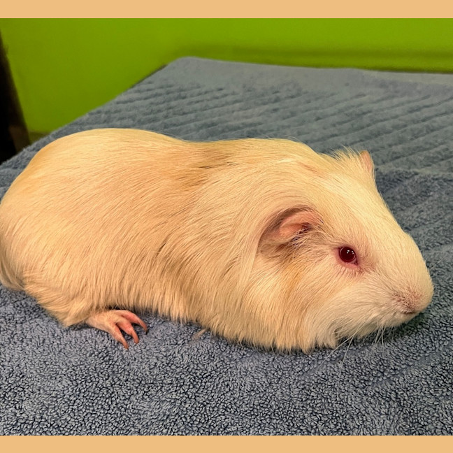 Photo of Cinnamon