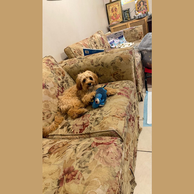 Photo of Maple