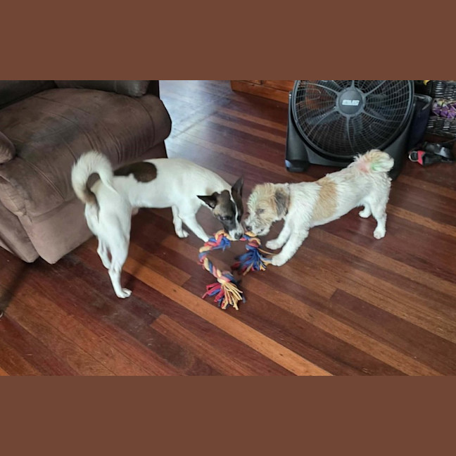 Photo of Milo