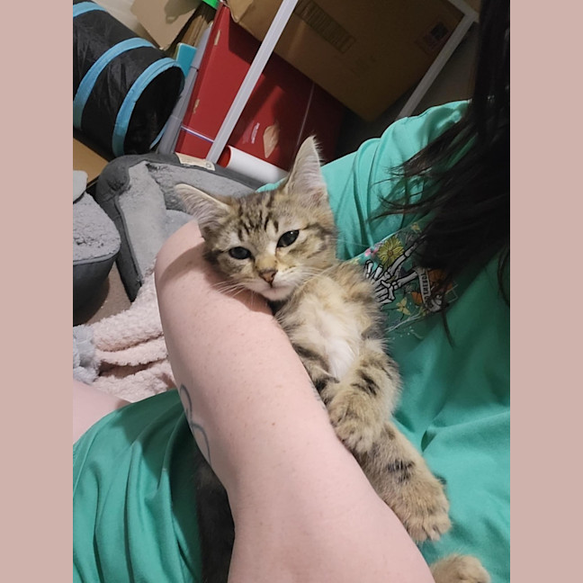 Photo of Hiccup Meet Me @Petstock Carrum Downs Store 