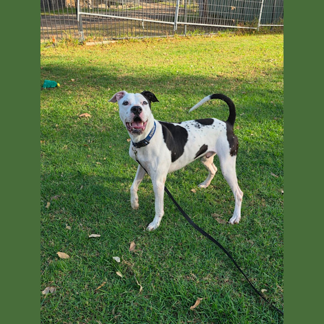 Photo of Pongo