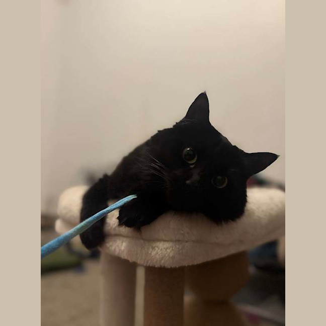 Photo of Luna