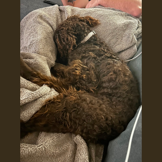 Photo of Angus