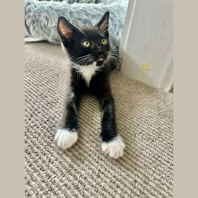 Photo of Hugo ( K39)