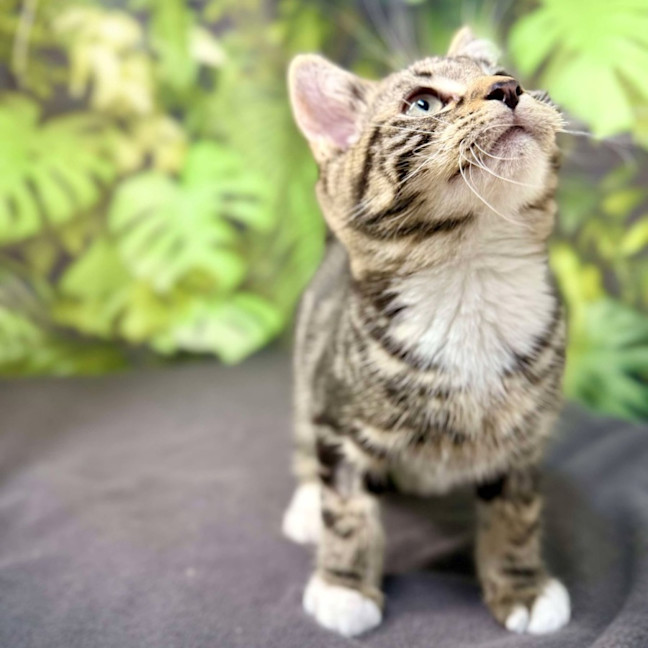 Photo of Oscar (Located In Preston) 