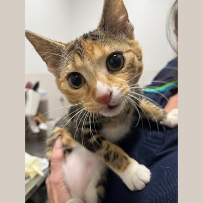 Photo of Tailor Swift