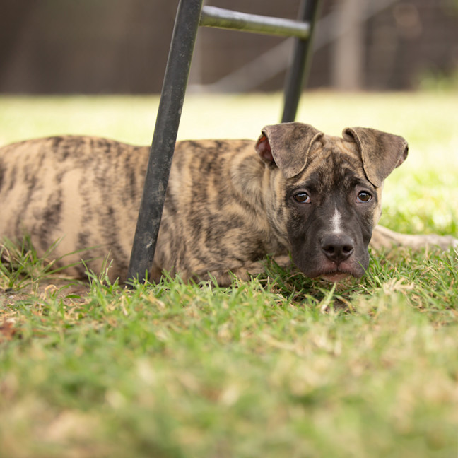 Photo of Tugzy (Previously Hendrix)