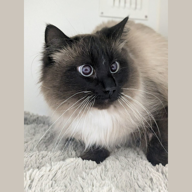 Photo of 🧀 Cheddar 5313 🧀