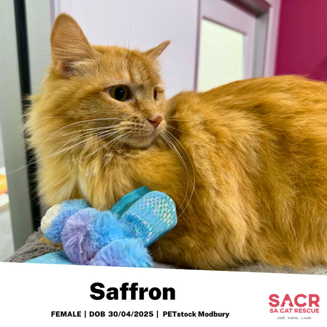 Photo of Saffron