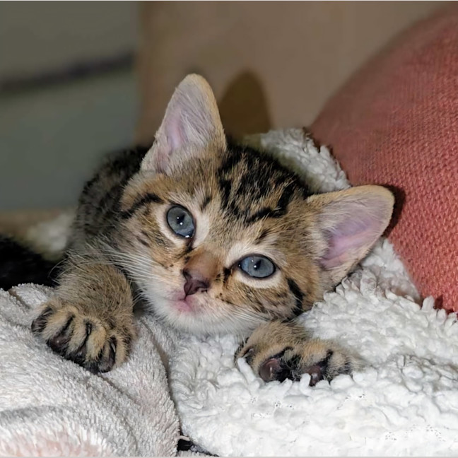 Photo of Rosie & Bailey 