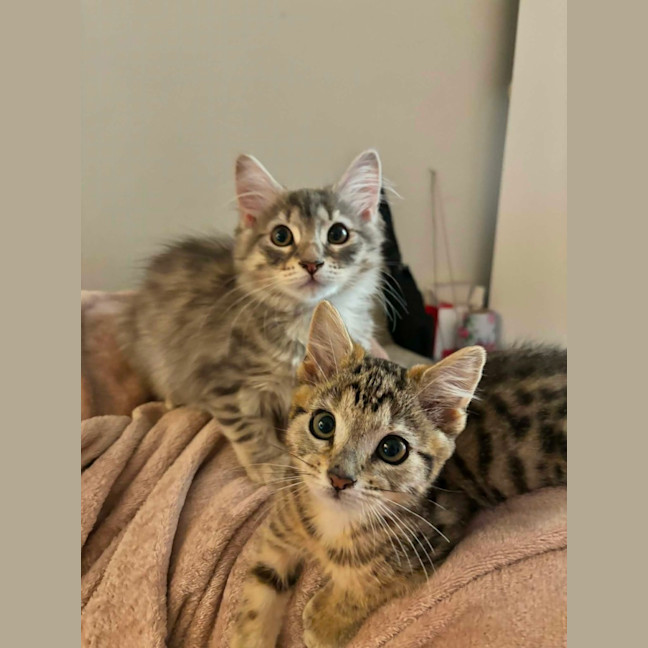 Photo of Petal   In Foster Care In Richmond