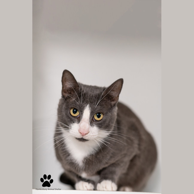 Photo of Buttercup