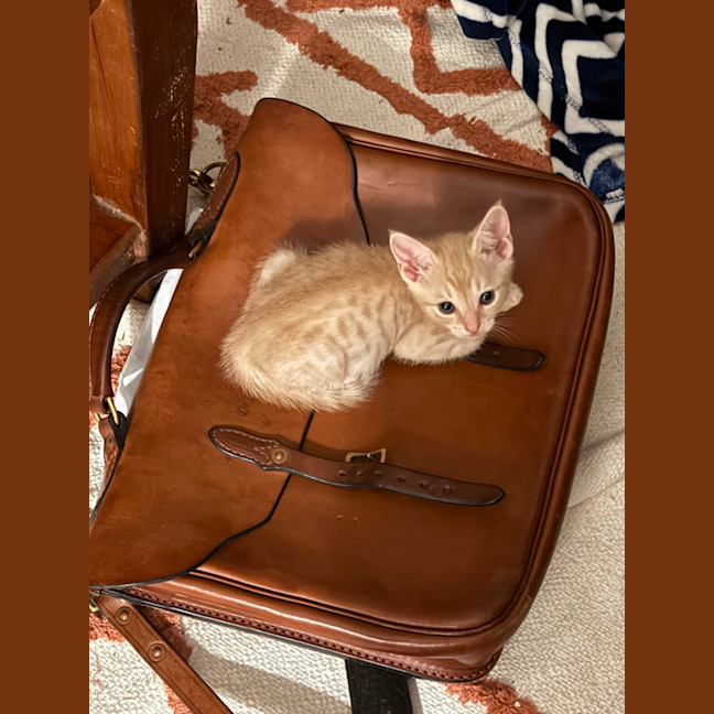 Photo of Peter Rabbit 